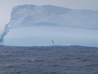 Naklejka premium Großer Eisberg mit davor fliegendem Albatros in der Drake Passage zwischen Antarktischer Halbinsel und Kap Horn