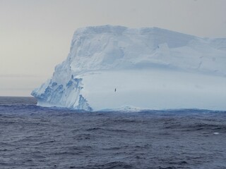 Großer Eisberg mit davor fliegendem Albatros in der Drake Passage zwischen Antarktischer Halbinsel...