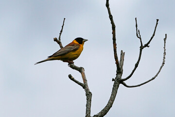 Black-headed Bunting (Emberiza melanocephala), taken in Herzegovina.