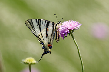 Scarce Swallowtail butterfly (Iphiclides podalirius), taken in Herzegovina.