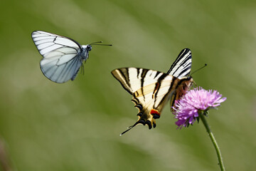 Scarce Swallowtail butterfly (Iphiclides podalirius)and Black-veined White butterfly (Aporia crataegi), taken in Herzegovina.