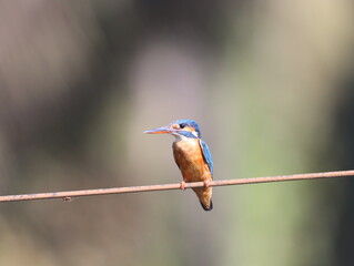 Beautiful kingfisher bird sitting on wire early morning and looking for food. Vibrant Colorful bird. Wall mounting of beautiful colorful bird. Seasonal greeting card background.