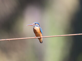 Beautiful kingfisher bird sitting on wire early morning and looking for food. Vibrant Colorful bird. Wall mounting of beautiful colorful bird. Seasonal greeting card background.