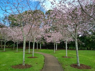 Cherry blossom trees in Auckland, New Zealand