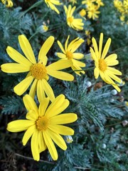 Mountain daisy - Brachyglottis lagopus close up