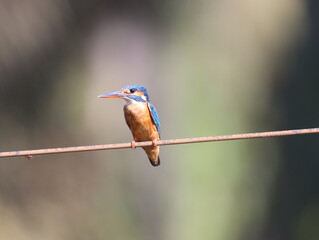 Beautiful kingfisher bird sitting on wire early morning and looking for food. Vibrant Colorful bird. Wall mounting of beautiful colorful bird. Seasonal greeting card background.