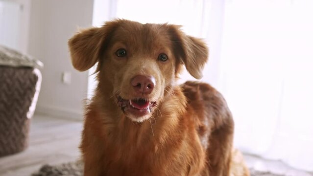 Portrait Of Beautiful Dog Nova Scotia Duck Tolling Retriever Dog At Home
