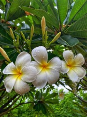 Summer is the favourite season of this beautiful flower named Plumeria 