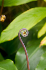 Around and Around - interesting circular growth of this plant