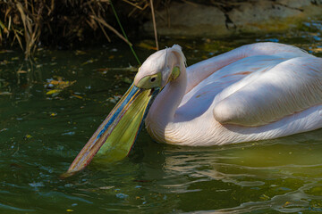 white pelican swimming in the water	