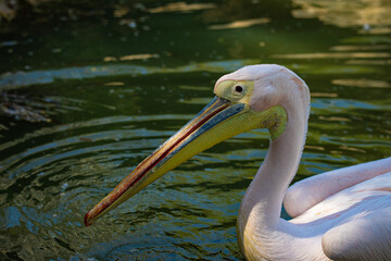 white pelican swimming in the water	