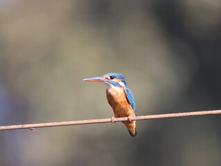 Beautiful kingfisher bird sitting on wire early morning and looking for food. Vibrant Colorful bird. Wall mounting of beautiful colorful bird. Seasonal greeting card background.