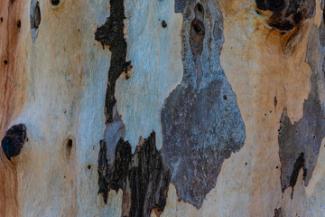 bark of a tree close up
