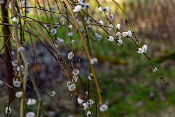 spring in the garden with blooming catkins