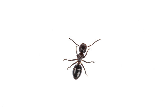Solitary Ant: Close-up of a Tiny Insect on White Background