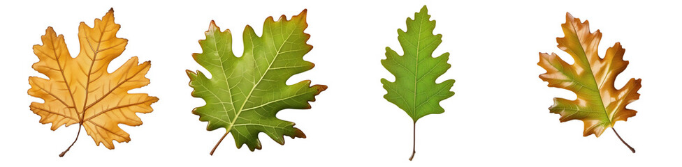 Fototapeta premium Set of maple leaves in different seasons