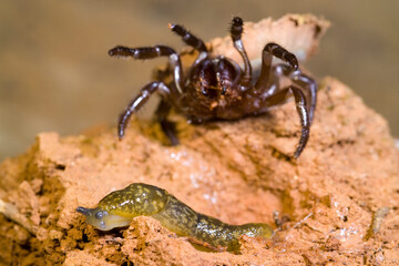 Ragno. Cteniza sauvagesii, predazione nei confronti di una limaccia. Trap door spider catching a landsnail...Capo Caccia. Alghero, Sardegna, Italia