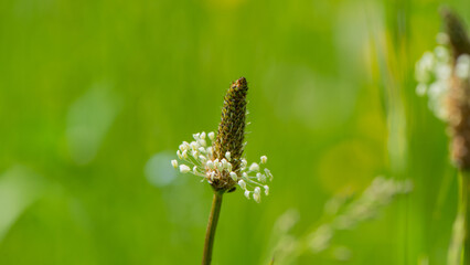 Plantain flower on a blurred green background.