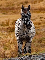 Russia. The South of Western Siberia, the Altai Mountains. A white horse with black spots all over its body in an autumn pasture along the Chui tract.