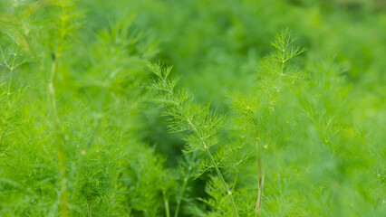 Dill plants in the garden on a sunny day.