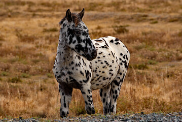 Russia. The South of Western Siberia, the Altai Mountains. A white horse with black spots all over its body in an autumn pasture along the Chui tract.