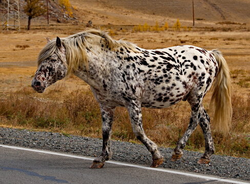 Russia. The South of Western Siberia, the Altai Mountains. A white horse with black spots all over its body in an autumn pasture along the Chui tract.