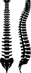 Human Backbone silhouette - Human Spine anatomy