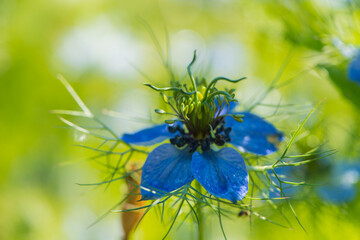 One blue black caraway flower on a green background.