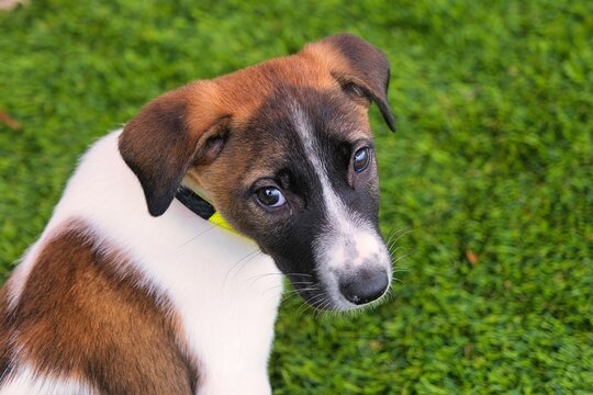A two-month-old puppy looks into the camera with sad eyes against the background of a green lawn. Copy space.