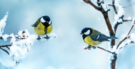 two tit birds sitting on snow-covered branches in a winter park