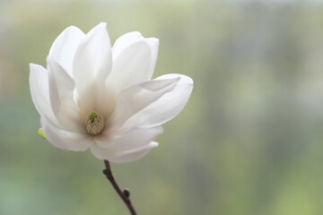 The white magnolia flower is open to the wind.