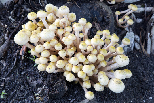 Armillaria mellea commonly known as honey fungus