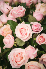 peach roses in the garden