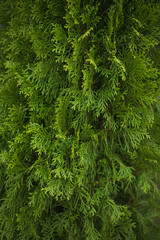 Crown of thuja in close-up