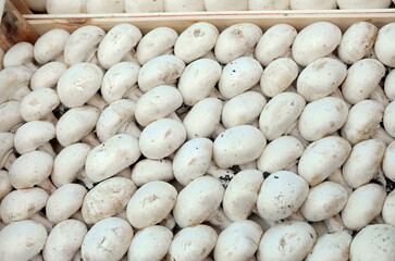 White button mushrooms for sale at the market