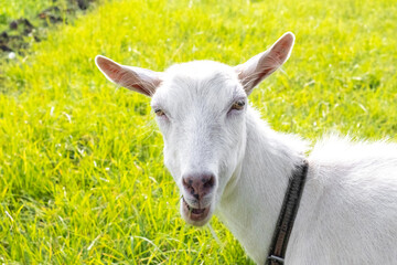 A goat is eating grass in the pasture