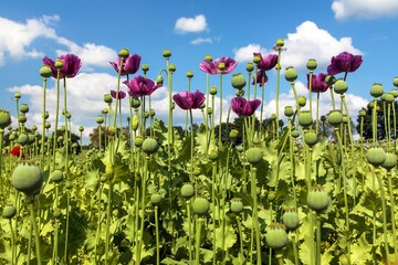 Flowering opium poppy field in Latin papaver somniferum - obrazy, fototapety, plakaty