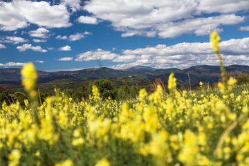 yellow flowering meadow and mount Kralova Hola © Daniel Prudek