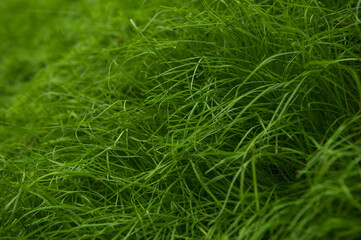 fresh green grass in spring