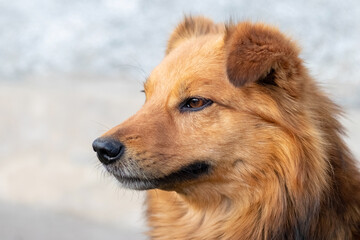 Portrait of a cute friendly shaggy dog in profile
