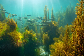Fototapeta na wymiar Seaweed with a school of fish and sunlight, underwater seascape in the Atlantic ocean, natural scene, Spain, Galicia, Rias Baixas