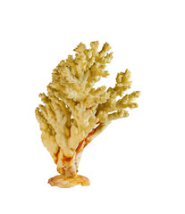 Sea coral souvenir. Isolated on a white background.