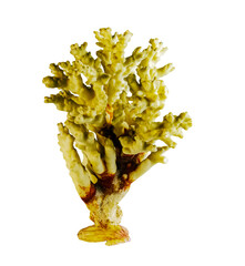 Sea coral souvenir. Isolated on a white background.
