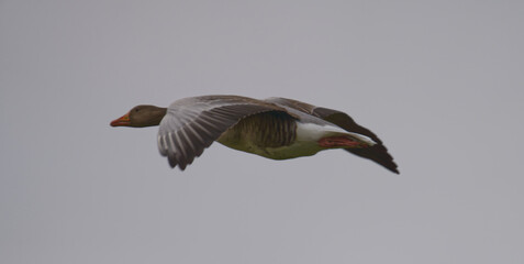 Wildgans im Flug