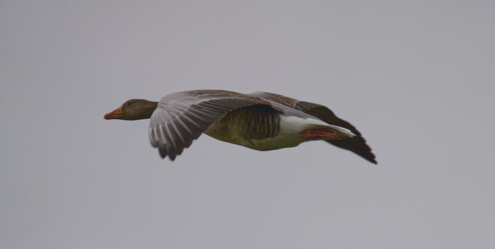 Wildgans im Flug