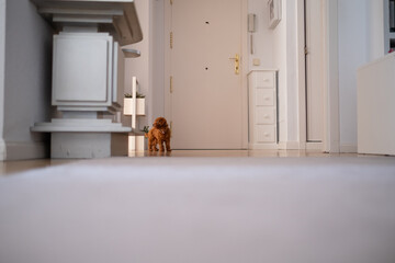 a small cinnamon brown toy poodle puppy investigates his surroundings in his new home