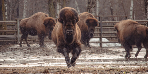 An American Bison Running © Dead Tree World