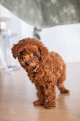 Portrait of a tan poodle toy puppy looking directly at the camera with tenderness. He is under a table