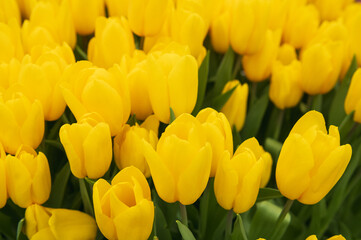 yellow tulips in a flower bed
