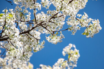 Seasonal foliage